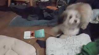Puppy wants to slam dance...come on you guys!
