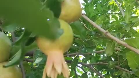 pomegranate tree blossom