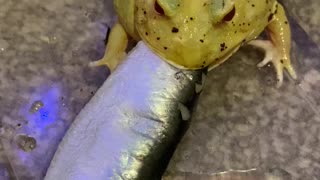 Frog Bites Off More Than He Can Chew