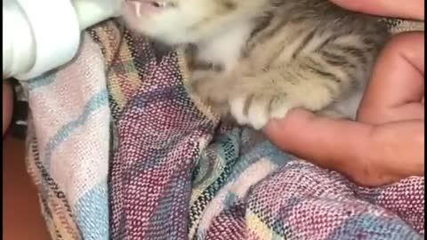 Kitten drinks milk from a bottle