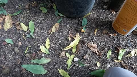 Fertilizing Citrus fruit trees in my garden with liquid fertilizer 18.11.2022 - Garden It Farm