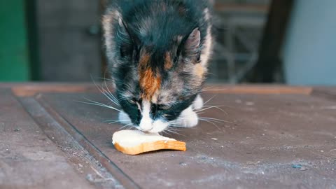 Hungry cat licking a piece of bread