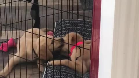 Golden retriever puppies arguing