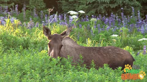MOOSE * | Animals For Kids | All Things Animal TV