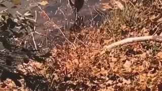 The Great Blue Heron at a lake in the mountains of North Carolina