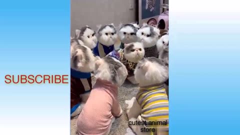 Funny animals video __ Funny video__ Funny animals__ Try not to laugh_ 2024 _cutest animal store