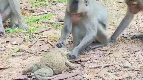 Monkeys funny video