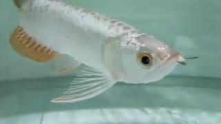 Arowana Silver