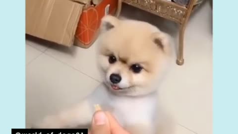 the funny dog that make you laugh