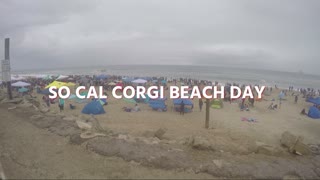 Corgi overload at Southern California Corgi Beach Day