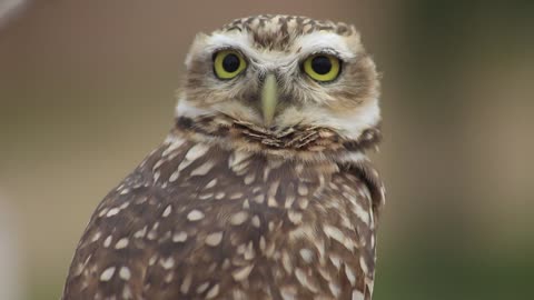 Beautiful Owl Stutas video | stutas video