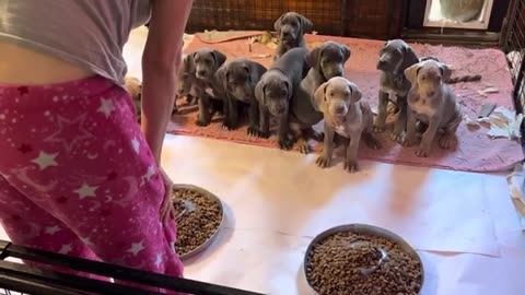 Seven week old puppies, all trained up