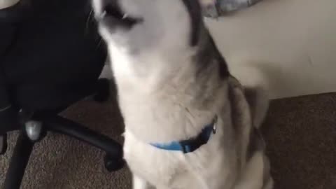 Husky try to say HEOLLO Funny