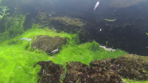 ECOSPHERE SHRIMP OPAE ULA IN THEIR NATURAL ENVIRONMENT WITH SOME ROCKS AND GREEN GRASS