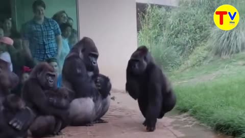 Watch the feeling of misery in the rain? These gorillas too