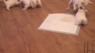Hermoso rato de juego entre cachorros y sus padres