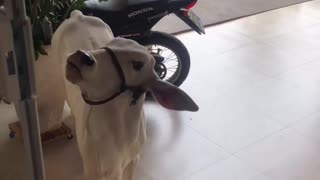 cute pet calf