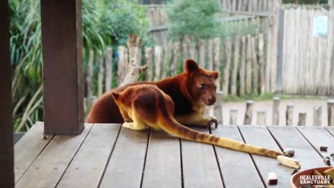Baby Tree Kangaroo Finds Confidence Outside of Mother's Pouch