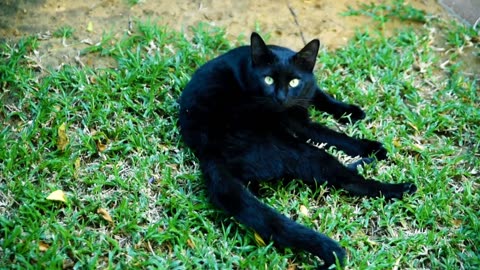 World top black cats 😾 beautiful kittens compilation videos