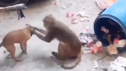 Amezing funny dog video with 🐵