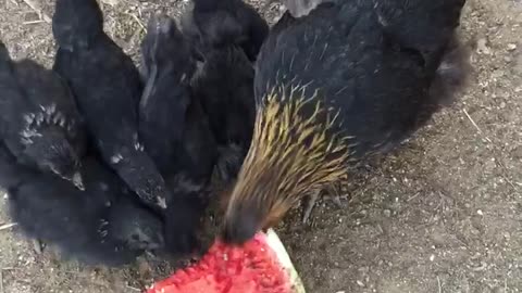 Baby chickens go nuts for watermelon