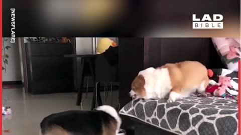 Best funny pet video