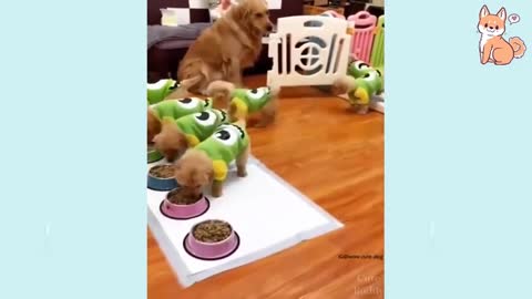 Cute Puppies Cute Funny and Smart Dogs Compilation 5 Cute Buddy