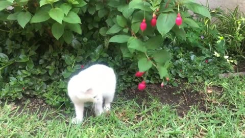 Amazing White Cat Playing Video