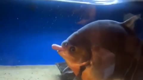 Giant fish loves glizzys #aquarium #viral #glizzy #pirana