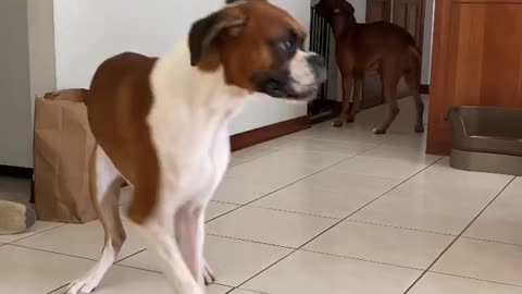 Playing Boxer dogs indoors is very fun