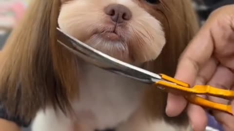 Adorable Puppy Gets a Stylish Haircut