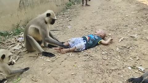 Monkey funny video animals video