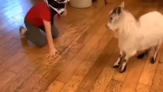 Playing with Animals