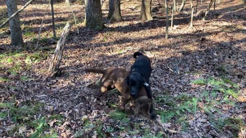 Moose and Bear Play in the Creek