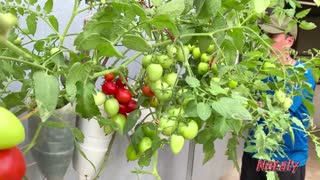 Growing Tomatoes in the Yard