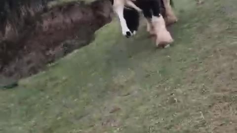 Herd of Horses Chases Man for Carrots