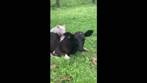 Adorable calf and piglet are excited to see each other