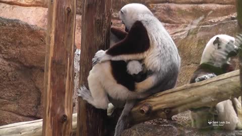 Baby sifaka at the Saint Louis Zoo