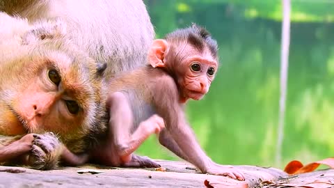 Look so funny “Baby monkey “