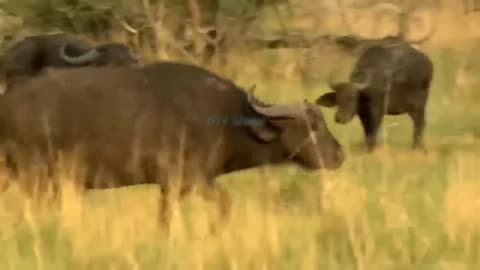 Crazy Buffalo Rushes To Trample The Lion Cub To Death, The Lion Family Takes Revenge On Savages