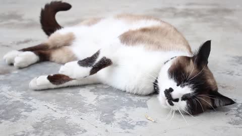 Cat sleeping outdoors Free Stock Video Footage
