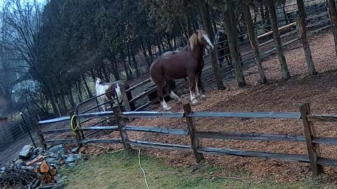 Feuding Horses Send Fence Post Flying