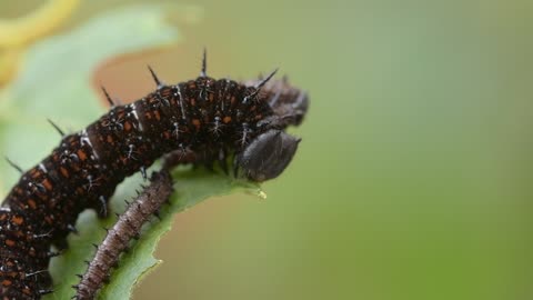 Worm attack on her colleague to snatch food