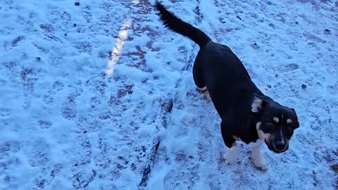 Cute Black and white Corgi Pup excited about snow.