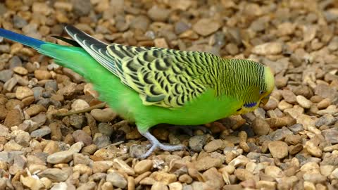 Colourful bird finding food and eating.