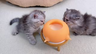 The kitten drinks from grandma, so cute!