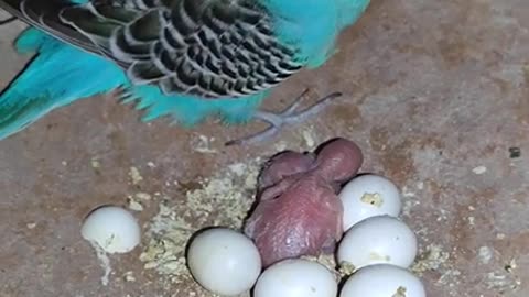 Love Birds Eggs Going to Hatch | Part 1