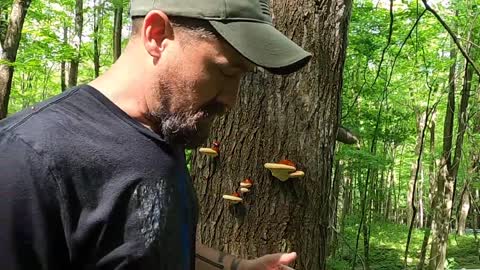 Reishi Mushroom (Ganoderma Tsugae) | Wild Mushroom in Appalachia