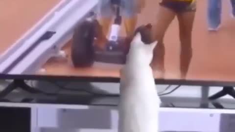 This cat has superpower