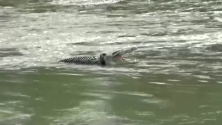 Tire cut from croc's neck after 6 years